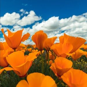 Meet your Posher, Jayla